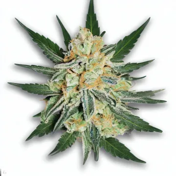 Example of Pineapple Express cannabis available for order on Ganjacy.com