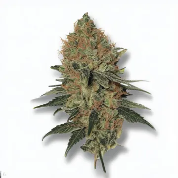 A Cheetah Piss Cannabis bud from Ganjacy.com