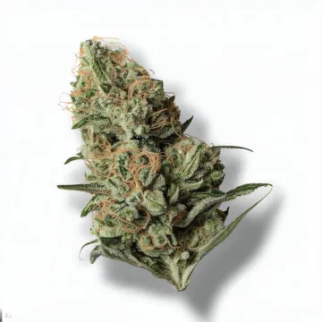 A Dirty Bird Cannabis bud from Ganjacy.com