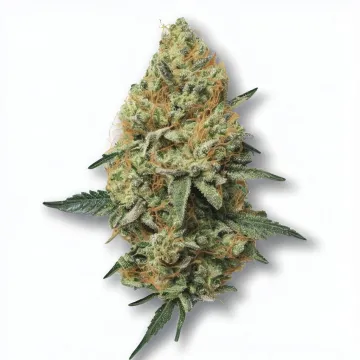 A Donkey Butter Cannabis bud from Ganjacy.com