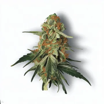 A Forbidden Fruit Cannabis bud from Ganjacy.com