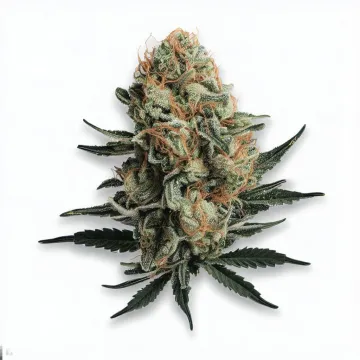 A Peanut Butter Jelly Cannabis bud from Ganjacy.com