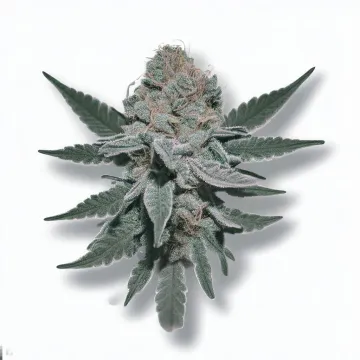 Example of Velvet Moon cannabis available for order on Ganjacy.com