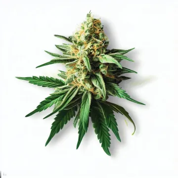 Green Crack at Ganjacy.com