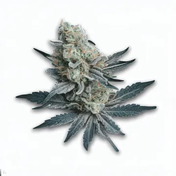 An Auto Blue Amnesia Cannabis bud from Ganjacy.com