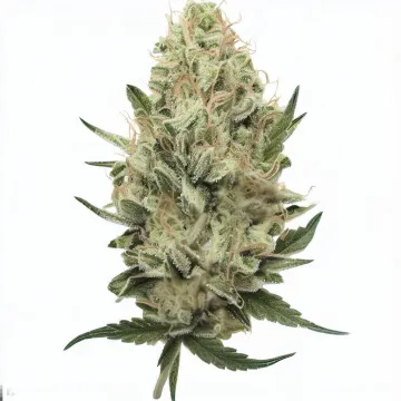 Order Diesel cannabis at Ganjacy.com