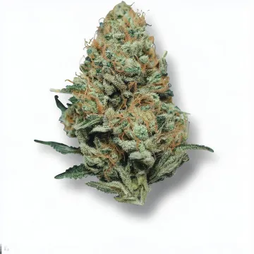 An OG Kush Cannabis bud from Ganjacy.com