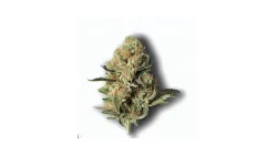 A Cake N Cream Cannabis bud from Ganjacy.com