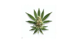 Example of Girl Scout Cookies cannabis available for order on Ganjacy.com