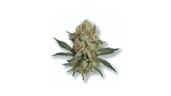 A Space Runtz Cannabis bud from Ganjacy.com