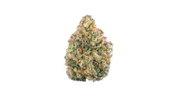 AK-47 strain from Ganjacy.com