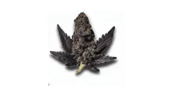 Black Gelato cannabis bud at Ganjacy.com