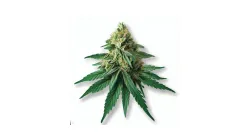 Picture of a Block Berry Cannabis bud from Ganjacy.com