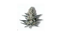 A Frozen Cookies Cannabis bud from Ganjacy.com