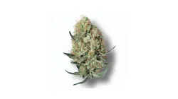 A Garlic Cocktail Cannabis bud from Ganjacy.com