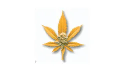 Golden Poppy cannabis bud from Smokers cannabis resort Pattaya on Ganjacy.com