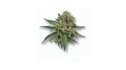 A Grease Monkey Cannabis bud from Ganjacy.com