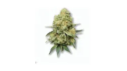 A Lemon Diesel Cannabis bud from Ganjacy.com