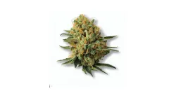 A Mac n Cheese Cannabis bud from Ganjacy.com