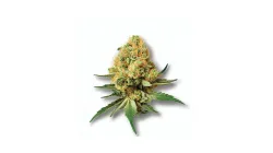 A Mango Tango Cannabis bud from Ganjacy.com