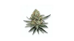 A Mendo Breathe Cannabis bud from Ganjacy.com