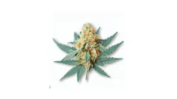 Peach Gasoline cannabis bud at Ganjacy.com