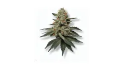 A Peyote Gorilla Cannabis bud from Ganjacy.com