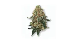 A Punch Berry Cannabis bud from Ganjacy.com