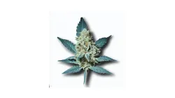 Skywalker cannabis bud from Smokers cannabis resort Pattaya on Ganjacy.com