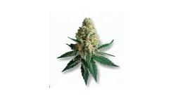 Picture of a Strawberry Glue Cannabis bud from Ganjacy.com