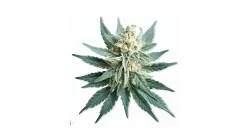 Picture of a White WeddingCannabis bud from Ganjacy.com