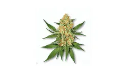 Picture of a Butter Cookie Cannabis bud from Ganjacy.com