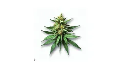 Picture of a Tropical Banana Cannabis bud from Ganjacy.com
