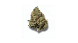 A Moby Dick Cannabis bud from Ganjacy.com