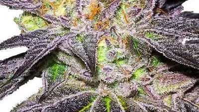 Wedding Cake Cannabis bud from Hotbox on Ganjacy.com