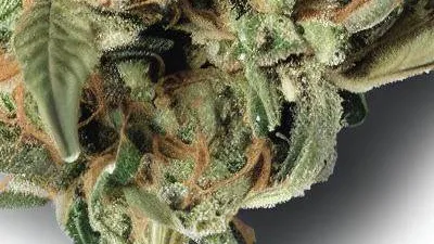 A Cake N Cream Cannabis bud from Ganjacy.com