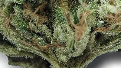 Example of White Widow cannabis available for order on Ganjacy.com