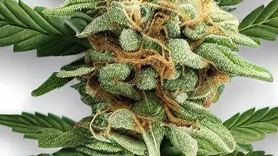 Example of Girl Scout Cookies cannabis available for order on Ganjacy.com