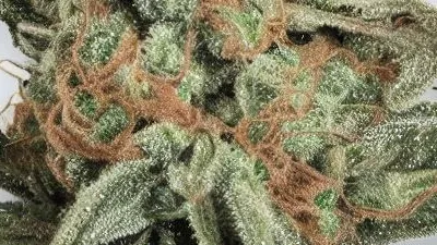 A Space Runtz Cannabis bud from Ganjacy.com