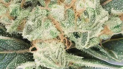 Amnesia Haze bud from Ganjacy.com