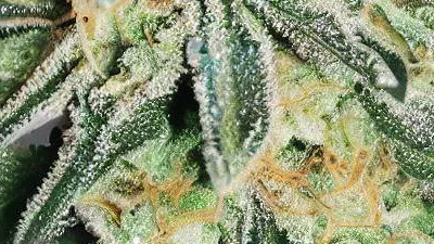 Example of Pineapple Express cannabis available for order on Ganjacy.com