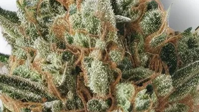 An Acapulco Gold Cannabis bud from Ganjacy.com