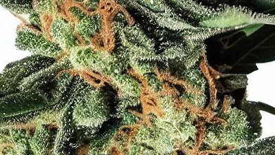 An African Cannabis bud from Ganjacy.com