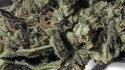 A Black Ape Cannabis bud from Ganjacy.com