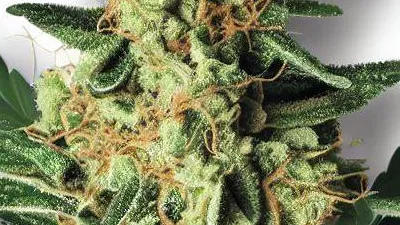 Area 41 cannabis bud at Ganjacy.com