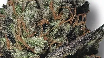 A Black Banana Cannabis bud from Ganjacy.com