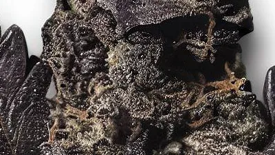 Black Gelato cannabis bud at Ganjacy.com