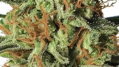 A Candy Apple Cannabis bud from Ganjacy.com