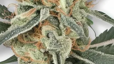 A Charlotte's Angel Cannabis bud from Ganjacy.com