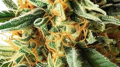 Cheese cannabis bud from Treez on Deck Pattaya on Ganjacy.com